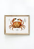 Vintage Wall Art - Dungeness Crab Scientific Illustration